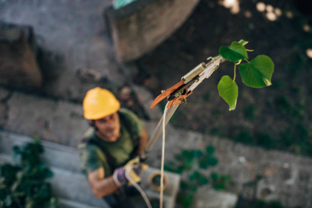 How Our Tree Care Process Works  in  Marthasville, MO